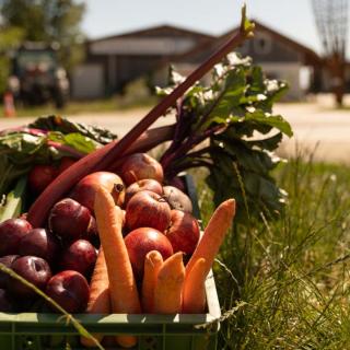 Smoothie-Kiste rot