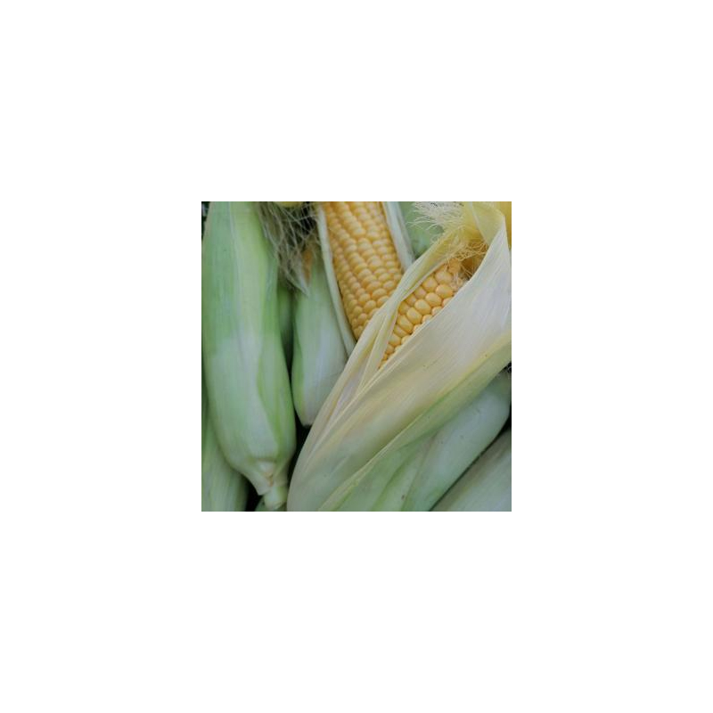 platzhalter