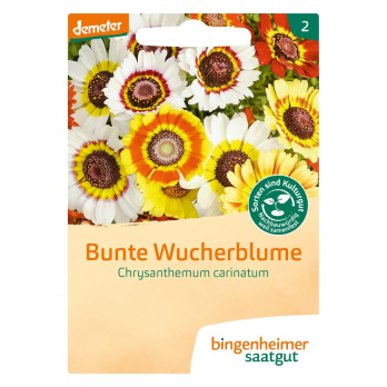 Saatgut Wucherblume, bunte