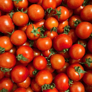 Tomate Cocktail/Dattelino Aktion - aus eigenem Anbau