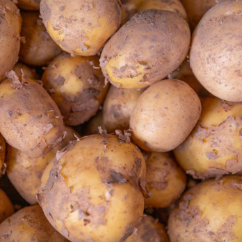 Kartoffel neue Ernte - Salat Nicola fk