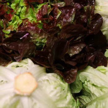 Salat Eichblatt rot - aus eigenem Anbau