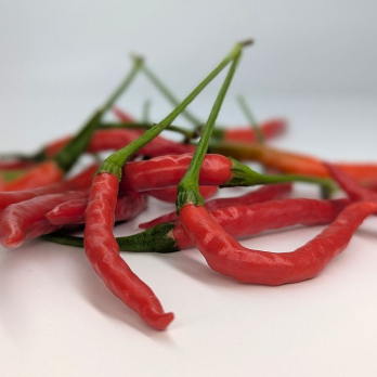 Peperoni rot - extra scharf