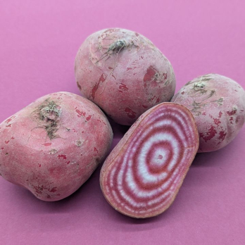 Ringelbete