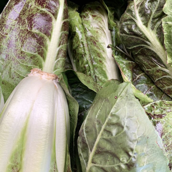 Salat Radicchio Treviso - aus eigenem Anbau