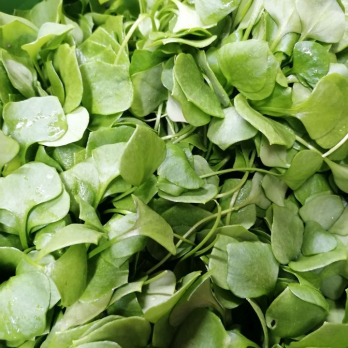 Salat, Postelein - aus eigenem Anbau