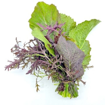 Asiamix Bund - aus eigenem Anbau