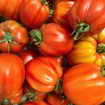 Tomate Ochsenherz - aus eigenem Anbau