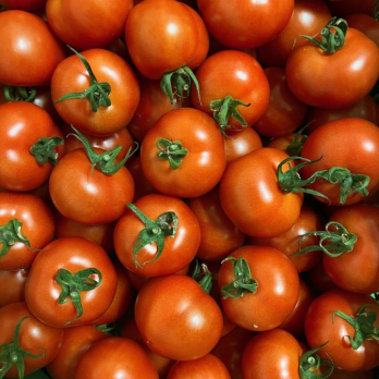 Tomate Baylee - aus eigenem Anbau