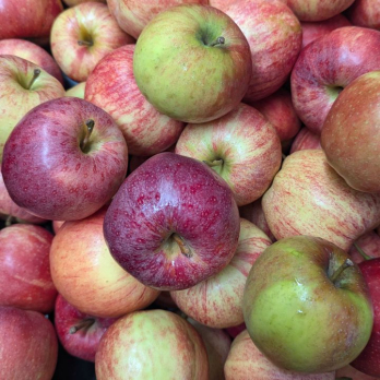 Apfel süßliche Sorte - aus Stuttgart