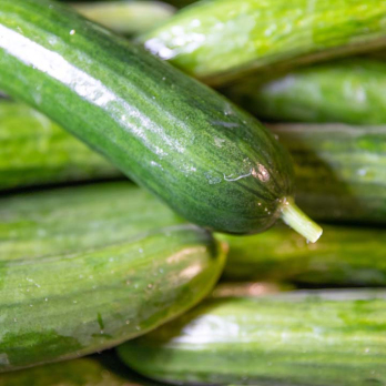 Gurke, Mini - aus eigenem Anbau
