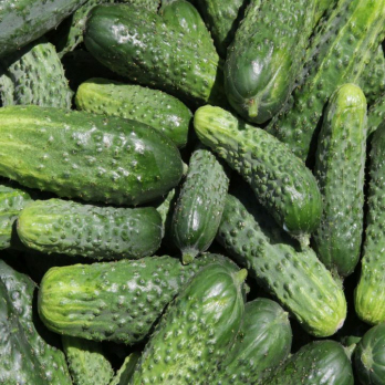Gurke zum Einlegen/Snacken - aus eigenem Anbau