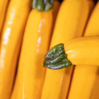 Zucchini gelb - aus eigenem Anbau