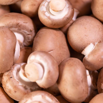 Pilze Steinchampignons