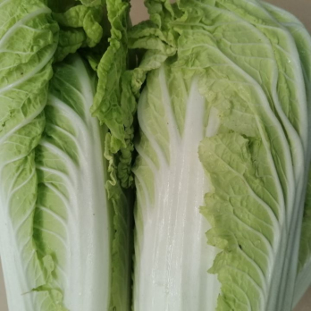 Chinakohl - aus eigenem Anbau