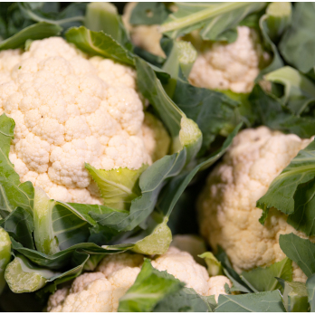 Blumenkohl - aus eigenem Anbau