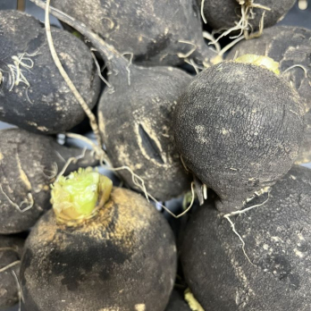 Rettich schwarz - aus eigenem Anbau