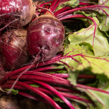 Rote Bete im Bund - aus eigenem Anbau
