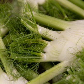 Fenchel - aus eigenem Anbau