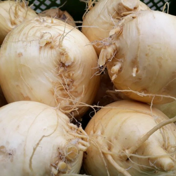 Butterrübchen - aus eigenem Anbau