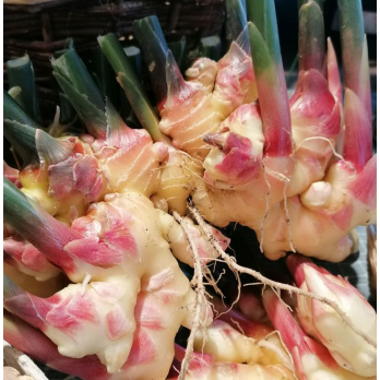 Ingwer frisch - letzte Chance- aus eigenem Anbau