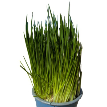 Schnittlauch im Topf