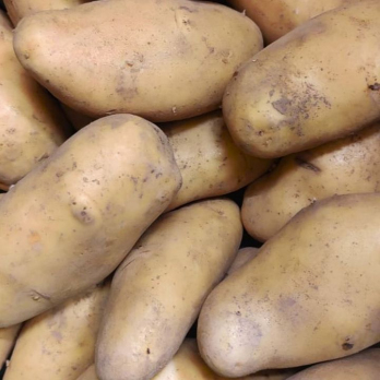 Kartoffel Speise GROß vfk/mehligk.