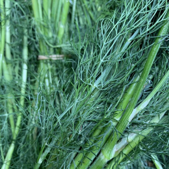 Dill - aus eigenem Anbau