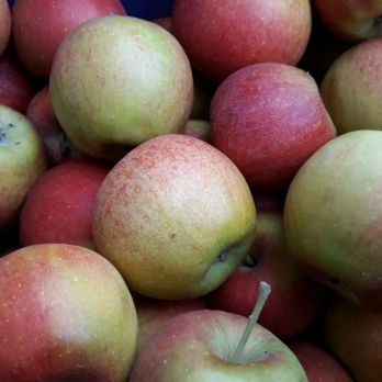 Apfel Pilot - aus Stuttgart