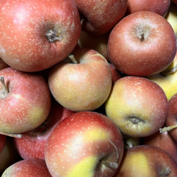 Apfel Boskop - aus Stuttgart