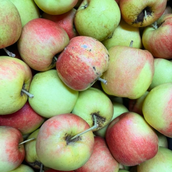 Apfel Barbarossa neue Ernte - aus Stuttgart