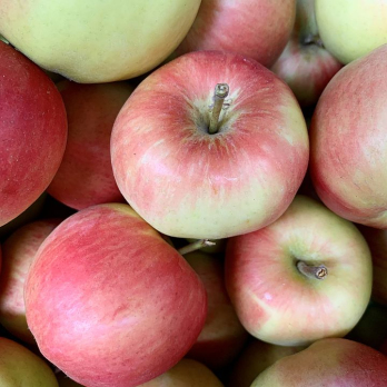 Apfel Deljonka - neue Ernte