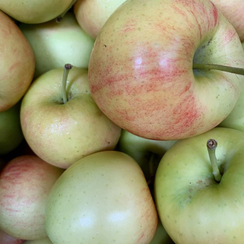 Apfel Summercrisp neue Ernte- aus Stuttgart