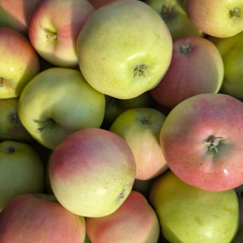 Apfel Sansa - neue Ernte