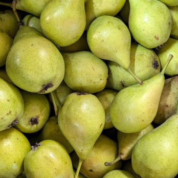 Birne Dessertnaja