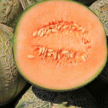 Melone Cantaloupe ca. 500g
