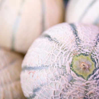 Melone Galia