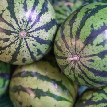 Melone Wasser Mini