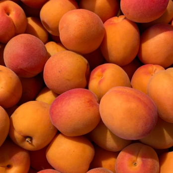 Aprikose