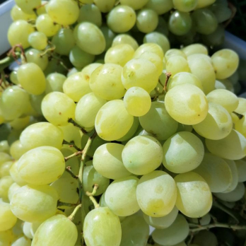 Traube weiß kernlos