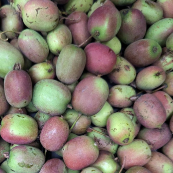 Kiwi, Mini 250g Schale