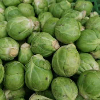 Rosenkohl - aus eigenem Anbau