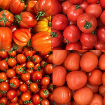 Aktuell: Tomatenkiste