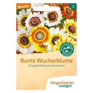 Saatgut Wucherblume, bunte