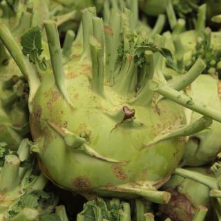 Kohlrabi Superschmelz - aus eigenem Anbau