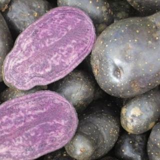 Kartoffel Violetta fk - aus eigenem Anbau