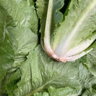 Salat Romana - aus eigenem Anbau