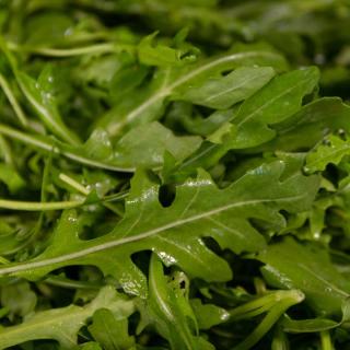 Salat, Rucola - aus eigenem Anbau