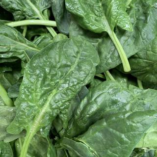 Salat, Spinat