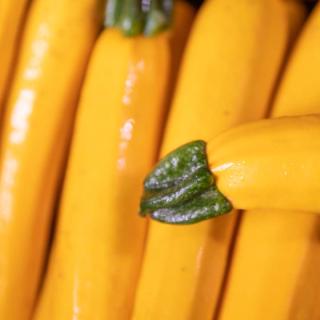 Zucchini gelb - aus eigenem Anbau